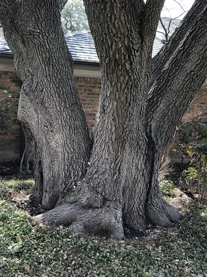 Mature heritage tree close to a West Alexander property cared for by certified arborists